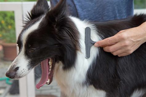 rough coat border collie grooming.